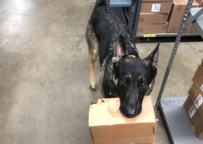 frank, lift truck sales, service, & rentals' german shepherd, carrying a cardboard box in his mouth